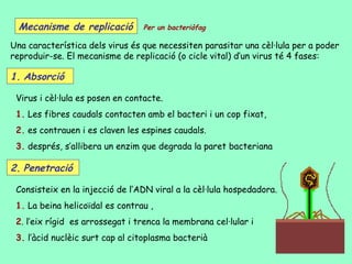Mecanisme de replicació        Per un bacteriòfag

Una característica dels virus és que necessiten parasitar una cèl·lula per a poder
reproduir-se. El mecanisme de replicació (o cicle vital) d’un virus té 4 fases:

1. Absorció

 Virus i cèl·lula es posen en contacte.
 1. Les fibres caudals contacten amb el bacteri i un cop fixat,
 2. es contrauen i es claven les espines caudals.
 3. després, s’allibera un enzim que degrada la paret bacteriana

2. Penetració

 Consisteix en la injecció de l’ADN viral a la cèl·lula hospedadora.
 1. La beina helicoïdal es contrau ,
 2. l’eix rígid es arrossegat i trenca la membrana cel·lular i
 3. l’àcid nuclèic surt cap al citoplasma bacterià
 