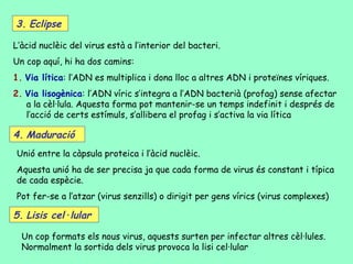 3. Eclipse

L’àcid nuclèic del virus està a l’interior del bacteri.
Un cop aquí, hi ha dos camins:
1. Via lítica: l’ADN es multiplica i dona lloc a altres ADN i proteïnes víriques.
2. Via lisogènica: l’ADN víric s’integra a l’ADN bacterià (profag) sense afectar
   a la cèl·lula. Aquesta forma pot mantenir-se un temps indefinit i després de
   l’acció de certs estímuls, s’allibera el profag i s’activa la via lítica

4. Maduració
Unió entre la càpsula proteica i l’àcid nuclèic.
Aquesta unió ha de ser precisa ja que cada forma de virus és constant i típica
de cada espècie.
Pot fer-se a l’atzar (virus senzills) o dirigit per gens vírics (virus complexes)

5. Lisis cel·lular

  Un cop formats els nous virus, aquests surten per infectar altres cèl·lules.
  Normalment la sortida dels virus provoca la lisi cel·lular
 
