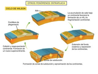 OTROS FENÓMENOS INTRAPLACA
CICLO DE WILSON
Rift
Cordillera de
plegamiento
Zonas de subducción
La acumulación de calor bajo
un continente favorece la
formación de un rift y la
fragmentación continental.
Extensión del fondo
oceánico y separación
de los continentes.
Colisión y reagrupamiento
continental. Formación de
un nuevo supercontinente.
Formación de zonas de subducción y aproximación de los continentes.
 