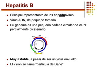 Hepatitis B
 Principal representante de los hepadnavirus
 Virus ADN, de pequeño tamaño
 Su genoma es una pequeña cadena circular de ADN
parcialmente bicatenario
 Muy estable, a pesar de ser un virus envuelto
 El virión se llama “partícula de Dane”
 