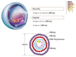 Envuelta
Antígeno de superficie (HBsAg)
Cápside
Antígeno del core (HBcAg)
Antígeno e (HBeAg)
 