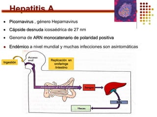 Hepatitis A
 Picornavirus , género Heparnavirus
 Cápside desnuda icosaédrica de 27 nm
 Genoma de ARN monocatenario de polaridad positiva
 Endémico a nivel mundial y muchas infecciones son asintomáticas
Ingestión
Replicación en
orofaringe
/intestino
 