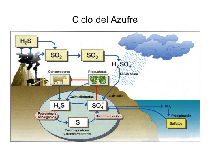 Resultado de imagen para ciclo del azufre