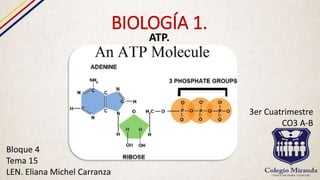 BIOLOGÍA 1.
ATP.
Bloque 4
Tema 15
LEN. Eliana Michel Carranza
3er Cuatrimestre
CO3 A-B
 