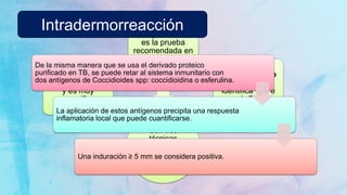 Son tres
técnicas
recomendadas
para buscar
anticuerpos.
Inmunodifusión:
detecta IgM e IgG
y es muy
específica.
Fijación de
complemento:
es la prueba
recomendada en
casos crónicos.
Inmunoensayo
enzimático:
identifica IgM e
IgG.
De la misma manera que se usa el derivado proteico
purificado en TB, se puede retar al sistema inmunitario con
dos antígenos de Coccidioides spp: coccidioidina o esferulina.
La aplicación de estos antígenos precipita una respuesta
inflamatoria local que puede cuantificarse.
Una induración ≥ 5 mm se considera positiva.
Intradermorreacción
 