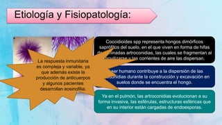 Etiología y Fisiopatología:
Coccidioides spp representa hongos dimórficos
saprófitos del suelo, en el que viven en forma de hifas
denominadas artroconidias, las cuales se fragmentan al
movilizarse y las corrientes de aire las dispersan.
El ser humano contribuye a la dispersión de las
artroconidias durante la construcción y excavación en
suelos donde se encuentra el hongo.
Ya en el pulmón, las artroconidias evolucionan a su
forma invasiva, las esférulas, estructuras esféricas que
en su interior están cargadas de endoesporas.
La respuesta inmunitaria
es compleja y variable, ya
que además existe la
producción de anticuerpos
y algunos pacientes
desarrollan eosinofilia.
 