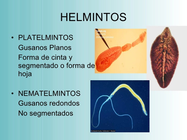Cuando más vale dar el análisis sobre la lamblia