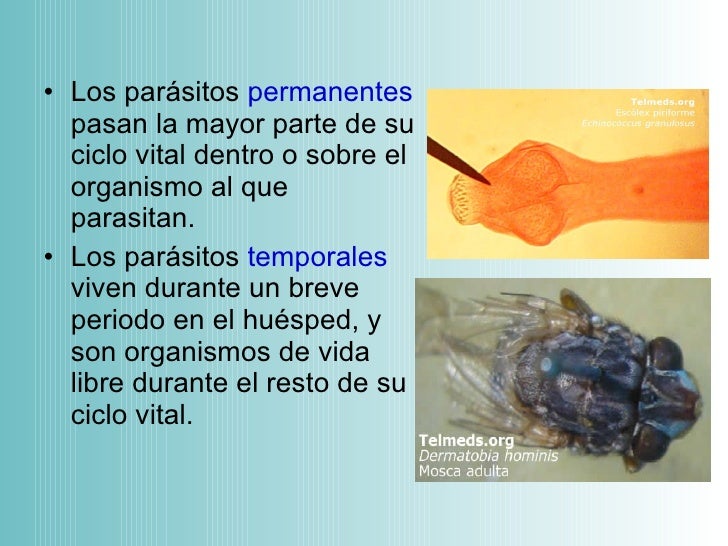 Si pueden llamar las lamblias las hepatitis