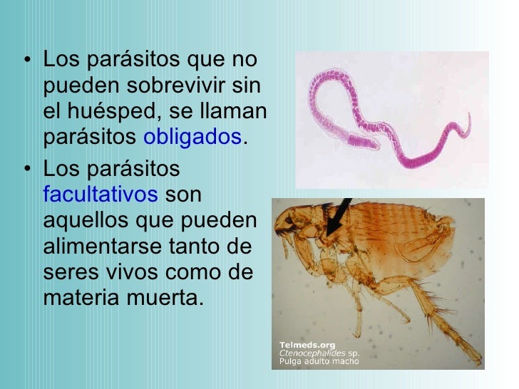 Vermoks cuanto beber a las lombrices a