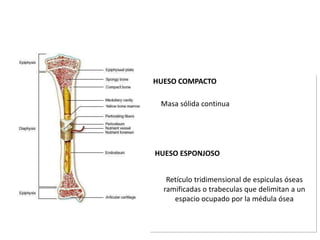 HUESO COMPACTO

 Masa sólida continua




HUESO ESPONJOSO


   Retículo tridimensional de espiculas óseas
  ramificadas o ...