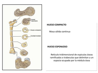 HUESO COMPACTO

 Masa sólida continua




HUESO ESPONJOSO


   Retículo tridimensional de espiculas óseas
  ramificadas o ...