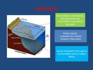 MARINOS
      PLATAFORMA CONTINENTAL:
          PROLONGACIÓN DEL
       CONTINENTE POR DEBAJO
              DEL MAR


             FONDO ABISAL:
          LLANURAS DEL FONDO
           OCÁNICO PROFUNDO




      TALUD: PENDIENTE QUE UNE LA
       PLATAFORMA CON EL FONDO
                ABISAL
 