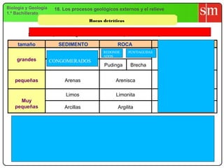 Biología y Geología    18. Los procesos geológicos externos y el relieve
1.º Bachillerato
                                        Rocas detríticas


          Se forman a partir de fragmentos de otras rocas que han sido transportadas en estado sólido.

     tamaño              SEDIMENTO                     ROCA                 TAMAÑO DE GRANO
                                                REDONDE     PUNTIAGUDAS
                                                ADOS
    grandes           CONGOMERADOS                                              Mayor de 2 mm
                                                Pudinga      Brecha


   pequeñas                 Arenas                    Arenisca                 Entre 2 - 1/16 mm

                             Limos                    Limonita              Entre 1/16 y 1/256 mm
     Muy
   pequeñas                 Arcillas                   Argilita              Menor de 1/256 mm


                                                                                 Trama
     En las ruditas y arenitas
     se pueden diferenciar tres                                                  Matriz
     tipos de constituyentes.

                                                                                Cemento
 