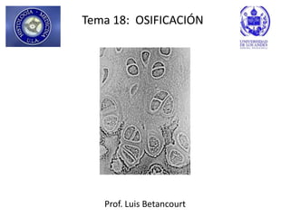 Tema 18: OSIFICACIÓN




   Prof. Luis Betancourt
 