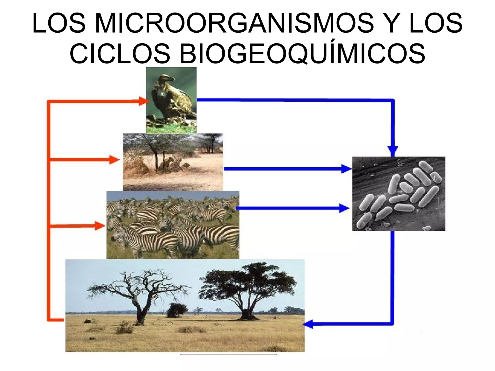 LOS MICROORGANISMOS Y LOS CICLOS BIOGEOQUÍMICOS