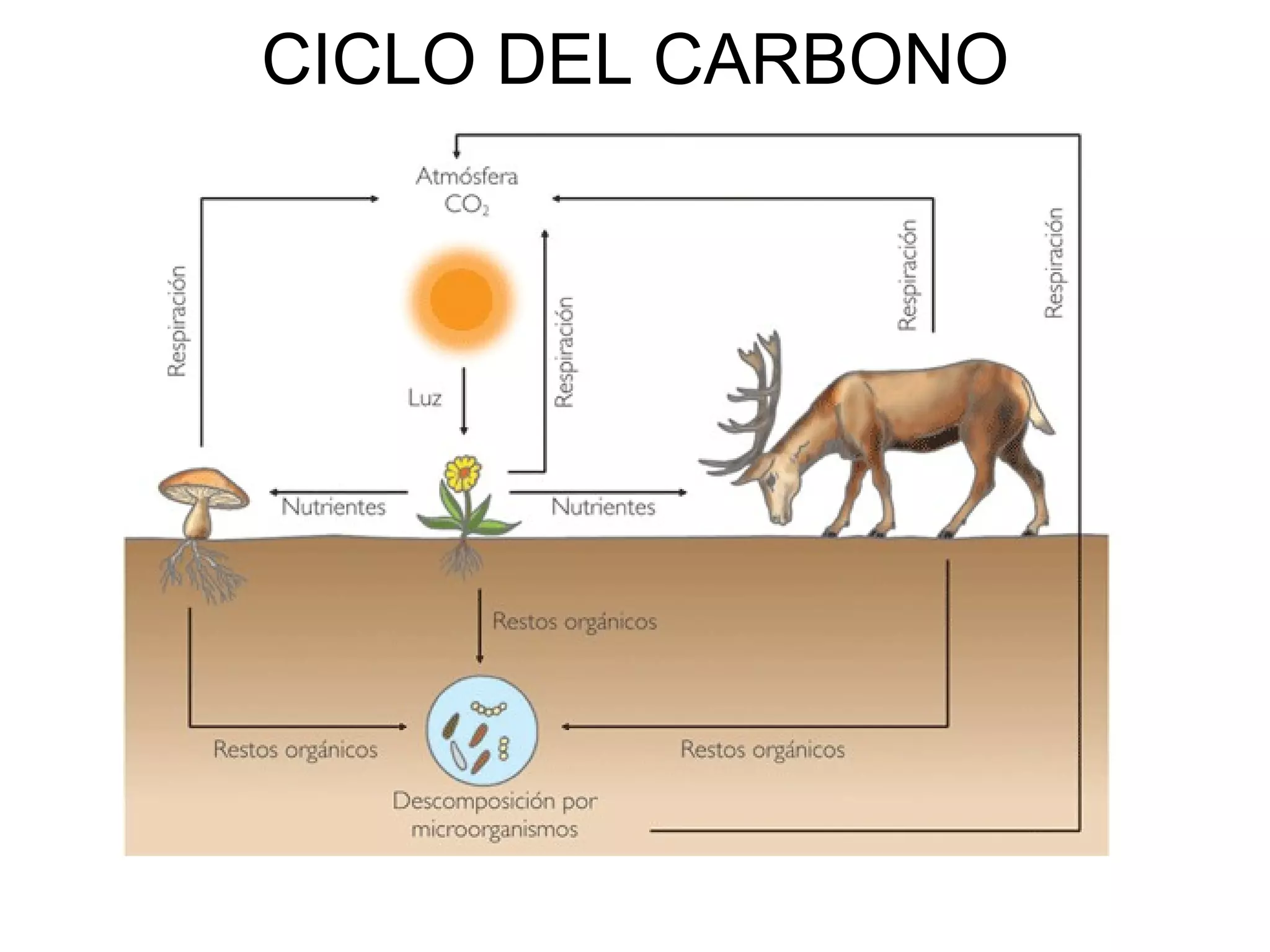 CICLO DEL CARBONO