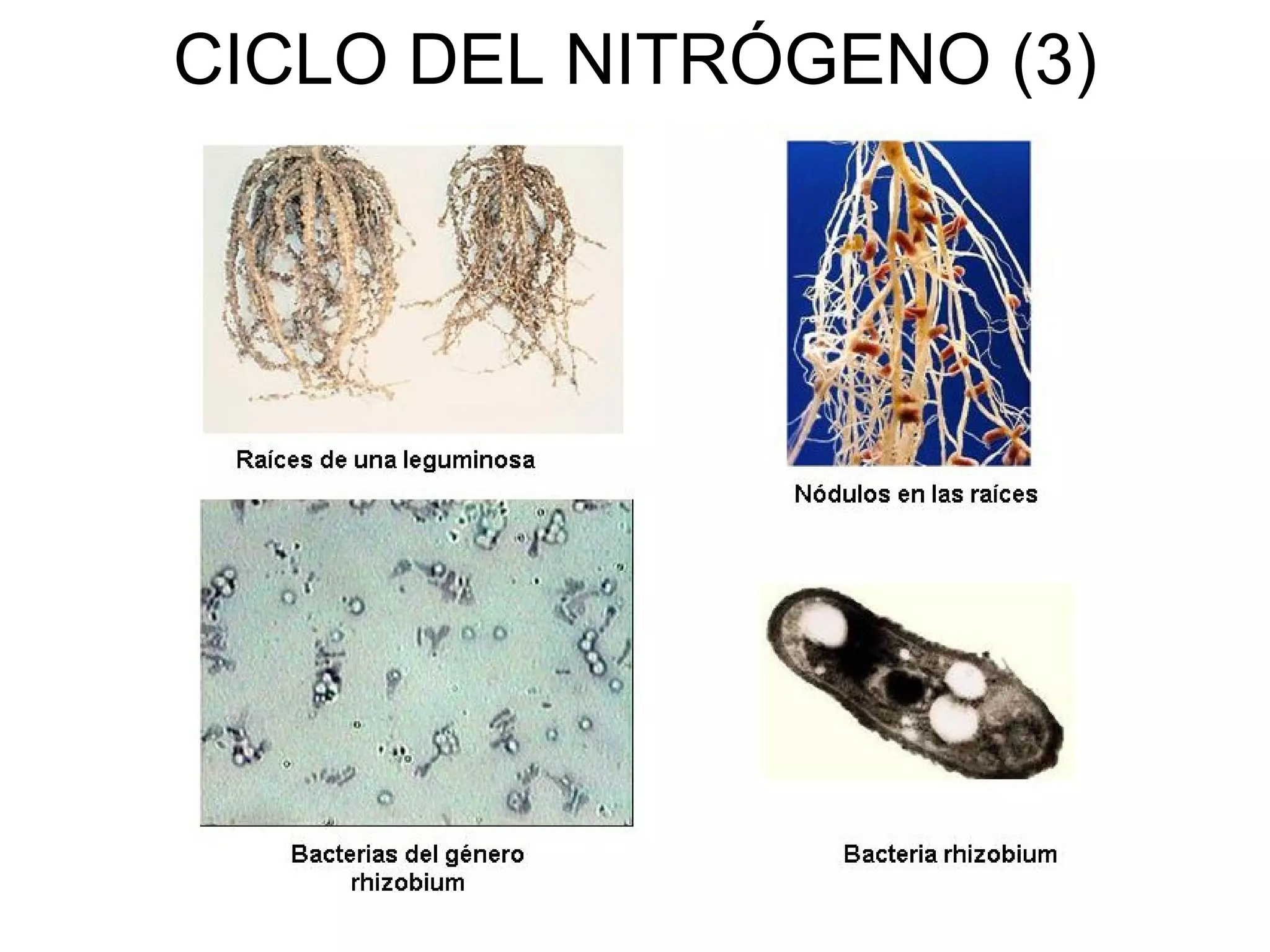 CICLO DEL NITRÓGENO (3)