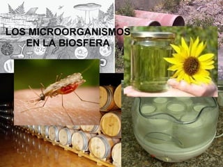 LOS MICROORGANISMOS EN LA BIOSFERA 