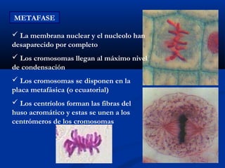 METAFASE

 La membrana nuclear y el nucleolo han
desaparecido por completo
 Los cromosomas llegan al máximo nivel
de condensación
 Los cromosomas se disponen en la
placa metafásica (o ecuatorial)
 Los centríolos forman las fibras del
huso acromático y estas se unen a los
centrómeros de los cromosomas
 