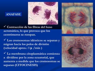 ANAFASE


 Contracción de las fibras del huso
acromático, lo que provoca que los
centrómeros se rompan.
 Los cromosomas idénticos se separan y
migran hacia los polos de división
(velocidad aprox.: 1 µ /min )
 La membrana citoplasmática comienza
a dividirse por la zona ecuatorial, que
aumenta a medida que los cromosomas se
separan (CITOCINESIS)
 