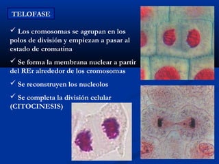 TELOFASE

 Los cromosomas se agrupan en los
polos de división y empiezan a pasar al
estado de cromatina
 Se forma la membrana nuclear a partir
del REr alrededor de los cromosomas
 Se reconstruyen los nucleolos
 Se completa la división celular
(CITOCINESIS)
 