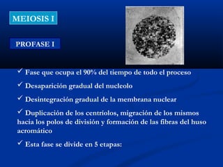 MEIOSIS I

PROFASE I


  Fase que ocupa el 90% del tiempo de todo el proceso
  Desaparición gradual del nucleolo
  Desintegración gradual de la membrana nuclear
  Duplicación de los centríolos, migración de los mismos
 hacia los polos de división y formación de las fibras del huso
 acromático
  Esta fase se divide en 5 etapas:
 