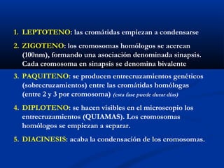1. LEPTOTENO: las cromátidas empiezan a condensarse
2. ZIGOTENO: los cromosomas homólogos se acercan
   (100nm), formando una asociación denominada sinapsis.
   Cada cromosoma en sinapsis se denomina bivalente
3. PAQUITENO: se producen entrecruzamientos genéticos
   (sobrecruzamientos) entre las cromátidas homólogas
   (entre 2 y 3 por cromosoma) (esta fase puede durar días)
4. DIPLOTENO: se hacen visibles en el microscopio los
   entrecruzamientos (QUIAMAS). Los cromosomas
   homólogos se empiezan a separar.
5. DIACINESIS: acaba la condensación de los cromosomas.
 