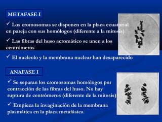 METAFASE I
 Los cromosomas se disponen en la placa ecuatorial
en pareja con sus homólogos (diferente a la mitosis)
 Las fibras del huso acromático se unen a los
centrómeros
 El nucleolo y la membrana nuclear han desaparecido

 ANAFASE I
 Se separan los cromosomas homólogos por
contracción de las fibras del huso. No hay
ruptura de centrómeros (diferente de la mitosis)
 Empieza la invaginación de la membrana
plasmática en la placa metafásica
 