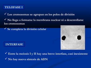 TELOFASE I

 Los cromosomas se agrupan en los polos de división
 No llega a formarse la membrana nuclear ni a desenrollarse
los cromosomas
 Se completa la división celular




 INTERFASE

 Entre la meiosis I y II hay una breve interfase, casi inexistente
 No hay nueva síntesis de ADN
 