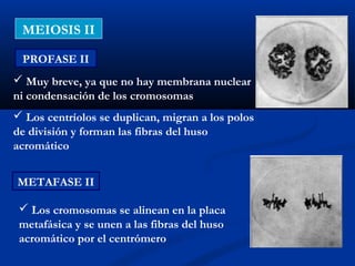 MEIOSIS II

 PROFASE II
 Muy breve, ya que no hay membrana nuclear
ni condensación de los cromosomas
 Los centríolos se duplican, migran a los polos
de división y forman las fibras del huso
acromático


METAFASE II

  Los cromosomas se alinean en la placa
 metafásica y se unen a las fibras del huso
 acromático por el centrómero
 