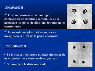ANAFASE II

 Los cromosomas se separan por
contracción de las fibras acromáticas y se
acercan a los polos de división. Se rompen los
centrómeros
 La membrana plasmática empieza a
invaginarse a nivel de la placa ecuatorial


 TELOFASE II

 Se forma la membrana nuclear alrededor de
los cromosomas y estos se desorganizan
 Se completa la división celular
 