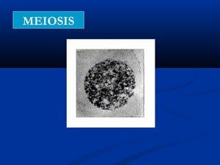 MEIOSIS
 