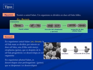 Tipus

Bipartició   Només a unicel·lulars. Un organisme es divideix en dues cèl·lules hilles.
             Ex.: Bacteris




Gemació

En organismes unicel·lulars (ex.: levats): la
cèl·lula mare es divideix per mitosis en
dues cèl·lules, una d’elles amb menys
citoplasma (gema), que es desprèn de la
cèl·lula progenitora i es desenvolupa en un
organisme
En organismes pluricel·lulars, es
desenvolupen unes prolongacions (gemes)
que se desprenen i es desenvolupen
 