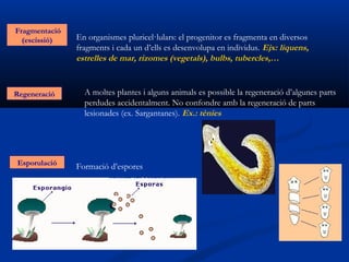 Fragmentació
  (escissió)   En organismes pluricel·lulars: el progenitor es fragmenta en diversos
               fragments i cada un d’ells es desenvolupa en individus. Ejx: líquens,
               estrelles de mar, rizomes (vegetals), bulbs, tubercles,…


Regeneració      A moltes plantes i alguns animals es possible la regeneració d’algunes parts
                 perdudes accidentalment. No confondre amb la regeneració de parts
                 lesionades (ex. Sargantanes). Ex.: tènies




Esporulació    Formació d’espores
 