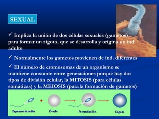 SEXUAL

 Implica la unión de dos células sexuales (gametos)
para formar un zigoto, que se desarrolla y origina un ind.
adulto
 Normalmente los gametos provienen de ind. diferentes
 El número de cromosomas de un organismo se
mantiene constante entre generaciones porque hay dos
tipos de división celular, la MITOSIS (para células
somáticas) y la MEIOSIS (para la formación de gametos)
 