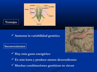 Ventajas



     Aumenta la variabilidad genética


Inconvenientes

     Hay más gasto energético
     Es más lenta y produce menos descendientes
     Muchas combinaciones genéticas no sirven
 