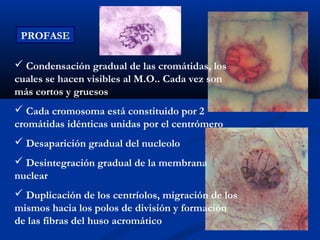 PROFASE

 Condensación gradual de las cromátidas, los
cuales se hacen visibles al M.O.. Cada vez son
más cortos y gruesos
 Cada cromosoma está constituido por 2
cromátidas idénticas unidas por el centrómero
 Desaparición gradual del nucleolo
 Desintegración gradual de la membrana
nuclear
 Duplicación de los centríolos, migración de los
mismos hacia los polos de división y formación
de las fibras del huso acromático
 