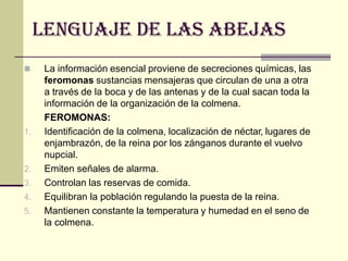 Lenguaje de LAS ABEJAS
 La información esencial proviene de secreciones químicas, las
feromonas sustancias mensajeras que circulan de una a otra
a través de la boca y de las antenas y de la cual sacan toda la
información de la organización de la colmena.
FEROMONAS:
1. Identificación de la colmena, localización de néctar, lugares de
enjambrazón, de la reina por los zánganos durante el vuelvo
nupcial.
2. Emiten señales de alarma.
3. Controlan las reservas de comida.
4. Equilibran la población regulando la puesta de la reina.
5. Mantienen constante la temperatura y humedad en el seno de
la colmena.
 