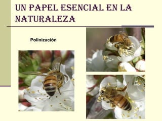 Un papel esencial en la
naturaleza
Polinización
 