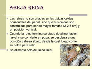 ABEJA REINA
 Las reinas no son criadas en las típicas celdas
horizontales del panal, sino que sus celdas son
construidas para ser de mayor tamaño (2-2,5 cm) y
en posición vertical.
 Cuando la reina termina su etapa de alimentación
larval y se convierte en pupa, se desplaza a una
posición cabeza abajo, desde la cual luego come
su celda para salir.
 Se alimenta sólo de Jalea Real.
 