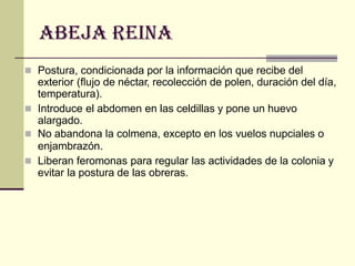 ABEJA REINA
 Postura, condicionada por la información que recibe del
exterior (flujo de néctar, recolección de polen, duración del día,
temperatura).
 Introduce el abdomen en las celdillas y pone un huevo
alargado.
 No abandona la colmena, excepto en los vuelos nupciales o
enjambrazón.
 Liberan feromonas para regular las actividades de la colonia y
evitar la postura de las obreras.
 