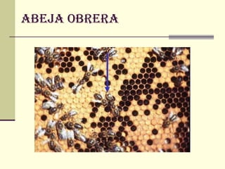 ABEJA OBRERA
 