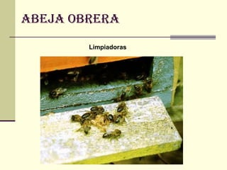 ABEJA OBRERA
Limpiadoras
 