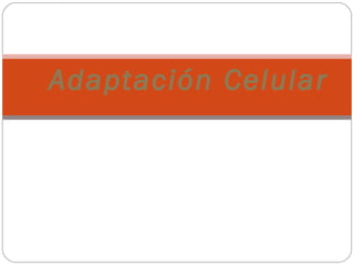 Adaptación Celular
 