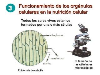Funcionamiento de los orgánulos  celulares en la nutrición celular El tamaño de las células es microscópico Todos los seres vivos estamos formados por una o más células Epidermis de cebolla 3 