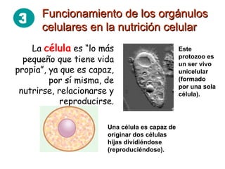 La  célula  es “lo más pequeño que tiene vida propia”, ya que es capaz, por sí misma, de nutrirse, relacionarse y reproducirse. Este protozoo es un ser vivo unicelular (formado por una sola célula). Una célula es capaz de originar dos células hijas dividiéndose (reproduciéndose). Funcionamiento de los orgánulos  celulares en la nutrición celular 3 