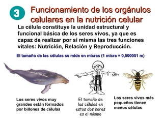 La célula constituye la unidad estructural y funcional básica de los seres vivos, ya que es capaz de realizar por sí misma las tres funciones vitales: Nutrición, Relación y Reproducción. El tamaño de las células se mide en micras (1 micra = 0,000001 m) Los seres vivos muy grandes están formados por billones de células Los seres vivos más pequeños tienen menos células El tamaño de las células en estos dos seres es el mismo Funcionamiento de los orgánulos  celulares en la nutrición celular 3 
