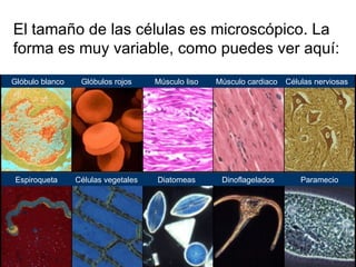 El tamaño de las células es microscópico. La forma es muy variable, como puedes ver aquí: Glóbulos rojos Músculo liso Músculo cardiaco Células nerviosas Paramecio Dinoflagelados Diatomeas Células vegetales Espiroqueta Glóbulo blanco 