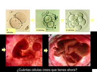 Tú comenzaste siendo una célula, luego dos, luego cuatro… ¿Cuántas células crees que tienes ahora? 2 células 4 células 8 células 