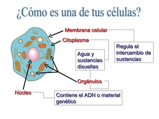 Agua y sustancias disueltas Membrana celular Citoplasma Núcleo Contiene el ADN o material genético Regula el intercambio de sustancias Orgánulos ¿Cómo es una de tus células? 